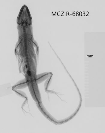 Media type: image;   Herpetology R-68032 Aspect: dorsoventral x-ray